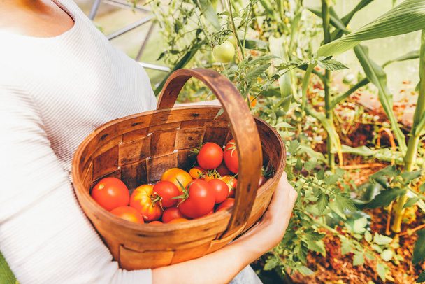 Koncepcja ogrodnictwa i rolnictwa. Kobieta pracownik gospodarstwa ręce z koszem zbieranie świeżych dojrzałych pomidorów organicznych. Produkcja szklarni. Produkcja żywności roślinnej. Uprawa pomidorów w szklarni - Zdjęcie, obraz