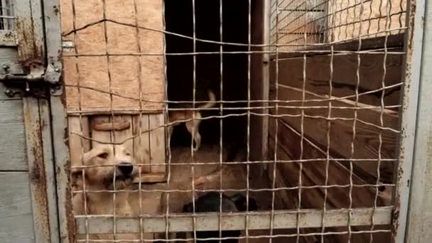Mensen opslaan en help dakloze honden in asiel dieren - Video