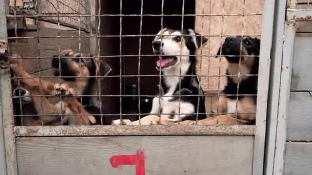 Mensen opslaan en help dakloze honden in asiel dieren - Video