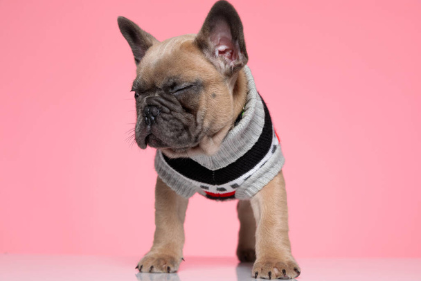 cute french bulldog in costume looking to side and closing eyes, standing on pink background - Photo, Image