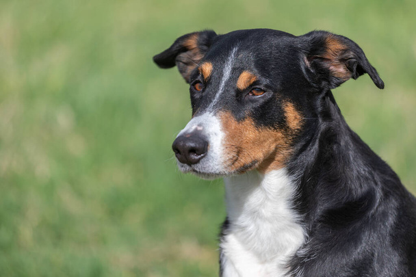 Appenzeller Mountain Dog, portrét psa zblízka. - Fotografie, Obrázek