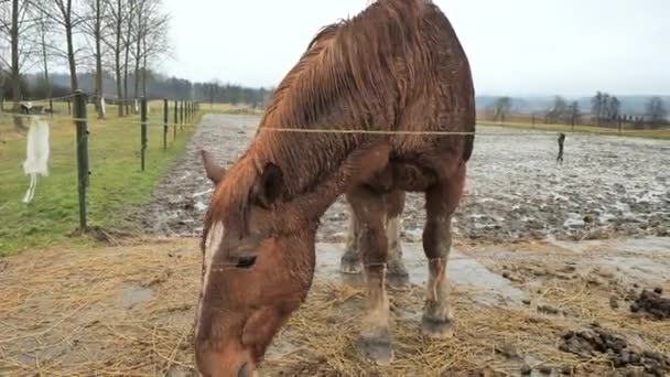 Ampio angolo filmato di progetto sangue freddo marrone cavallo mangiare fieno pascolo chiuso in giorno d'inverno
. - Filmati, video