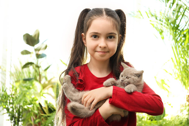 Portrait of girl holding Scottish straight baby cat on blurred background - Photo, Image