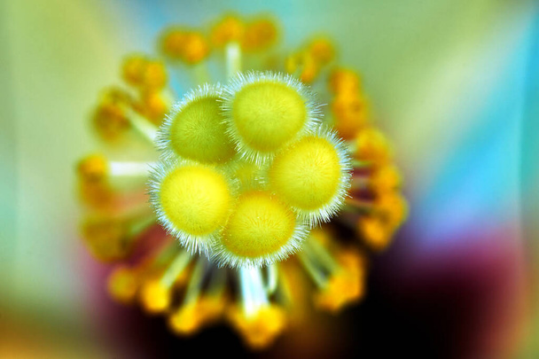 Çubuk ve çubuk detayları Hibiscus - Fotoğraf, Görsel