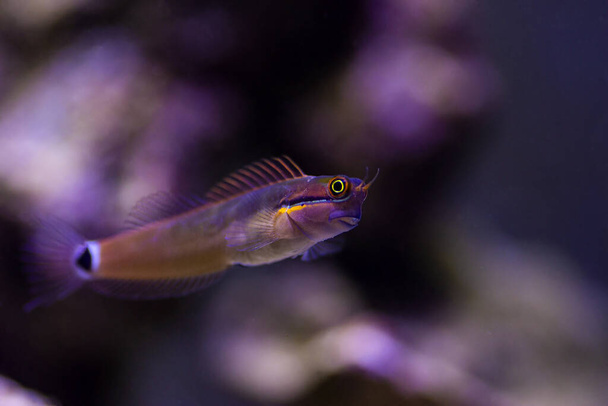 Pyrstötähti Blenny fish - (Ecsenius stigmatura
)  - Valokuva, kuva