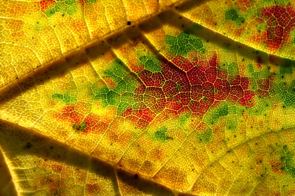 Kırmızı sonbahar yaprak makro görüntüsü. Arka plan sonbahar yaprakları - Fotoğraf, Görsel