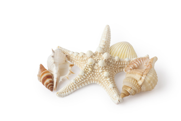 Estrella de mar y conchas
 - Foto, Imagen