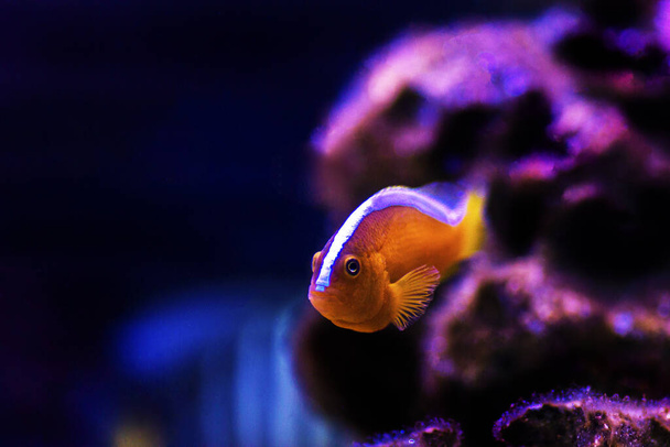 Laranja Skunk Clownfish - (Amphiprion sandaracinos
) - Foto, Imagem