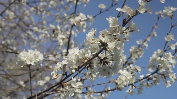 Blooming apple tree with white flowers on branches against a clear blue sky. Light wind - Filmati, video