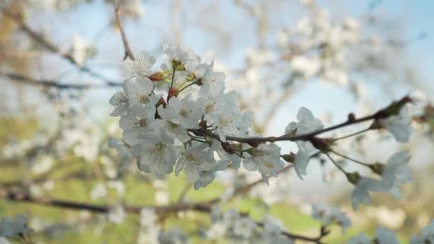 White flowers on branches of apple orchard in spring close-up on a background of blue sky and grass - Séquence, vidéo