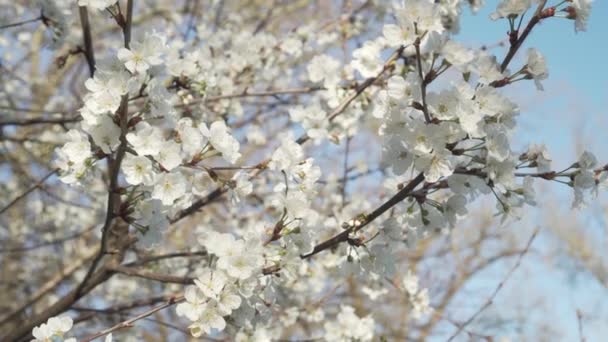 Kauniita valkoisia kukkia kukkivan omenapuun oksalla sinisen kirkkaan taivaan taustalla. Hidas liike tuulessa
 - Materiaali, video
