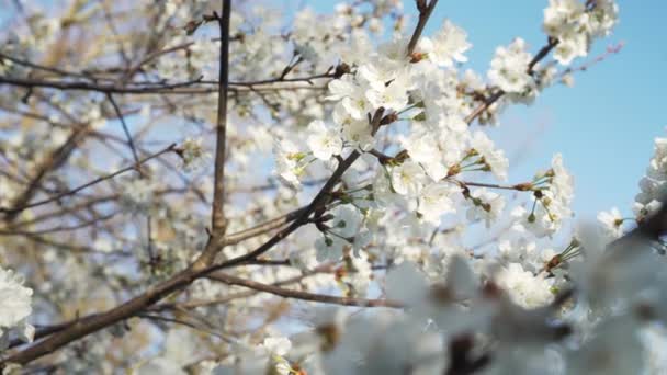 Beautiful white flowers of apple color in the spring orchard. Branches slowly swing in the wind against a blue clear sky - Filmati, video