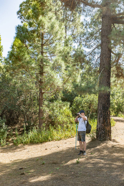 A young traveler in a cap with a backpack stands in the shade of a pine tree and takes pictures. Pine tree forest with dry pine leafs needles carpet near the Volcano Arenas Negras. Tenerife. - Photo, Image