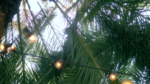 Крупный план, пальмовые листья и гирлянда из ламп. против неба
 - Кадры, видео