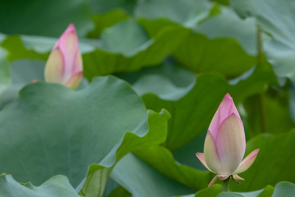   Lotus. Garden, asia. beautiful lotus flower on the water 6 July 2008 - Fotografie, Obrázek