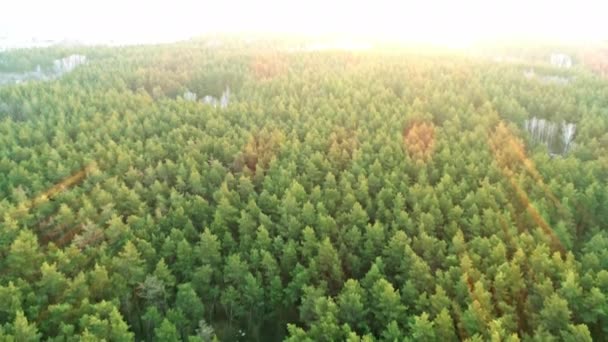 Aerial shot of natural resource, wood - Ukraine, Flying over of the sand, forest and lake. - Footage, Video