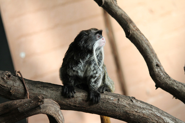Rara Emperador mono Tamarin de la Amazonía
 - Foto, Imagen