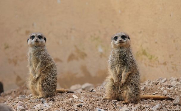 meerkat close up - Photo, Image