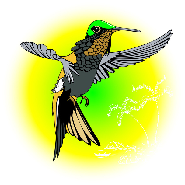 Hummingbird - Vector, Image