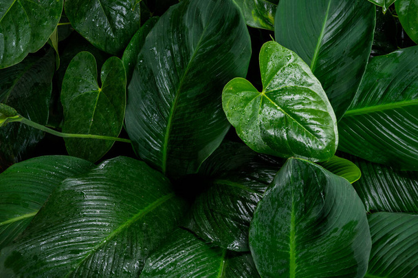 Foliage in dark green pattern with rain water drop. Top view shot of tropical leaf. Abstract nature background of green environment concept. - Photo, Image