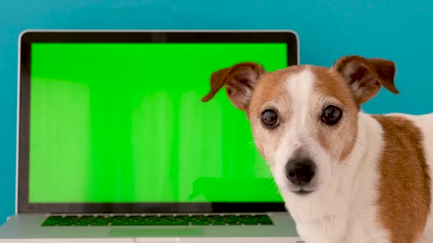 O cão senta-se ao lado da tela verde do laptop
 - Filmagem, Vídeo