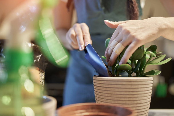 Unrecognizable woman replants houseplant in pot - 写真・画像