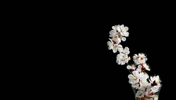 A branch of a blossoming apple tree on a black background. ?opy space for text. A brief moment of spring, enjoying the instant of flowering fruit trees. - Photo, Image