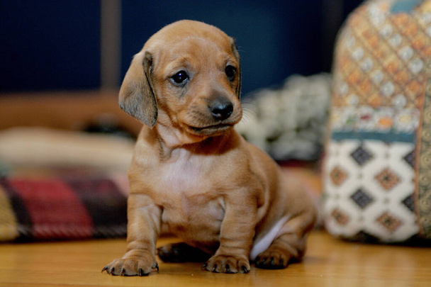 小さな滑らかな茶色のダックスフントの子犬 - 写真・画像