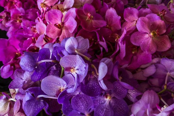 Leuchtend bunte Orchideenblüten - Foto, Bild