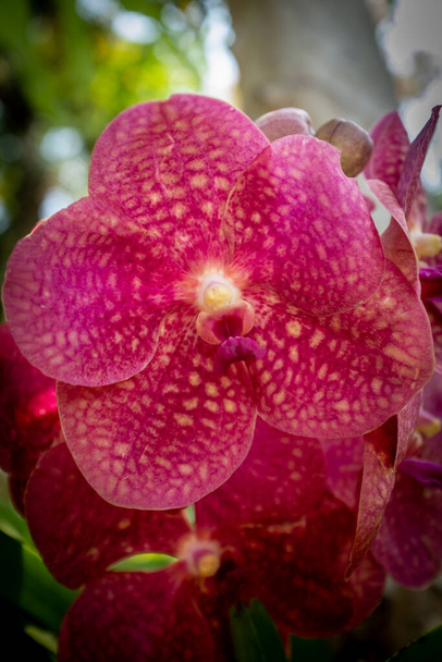 Un gros plan d'une seule fleur d'orchidée thaïlandaise tachetée rose et blanche
 - Photo, image
