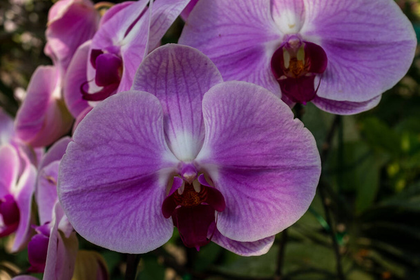 Крупный план двух фиолетовых тайских цветков орхидеи
 - Фото, изображение