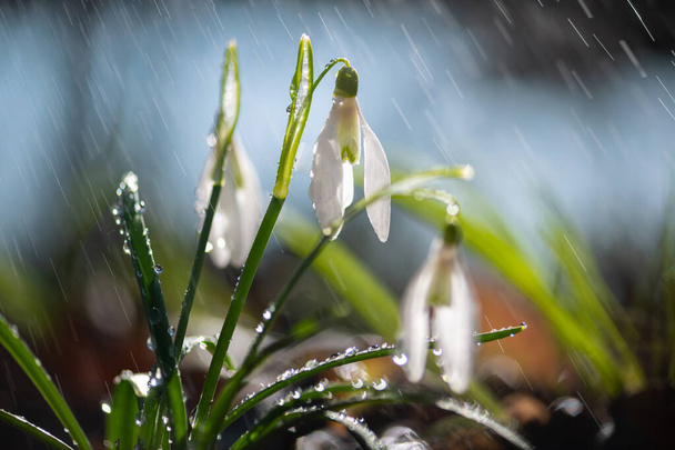 Close first spring snowdrops (Galanthus nivalis) with rain and light.  White small flowers in forest - Photo, Image