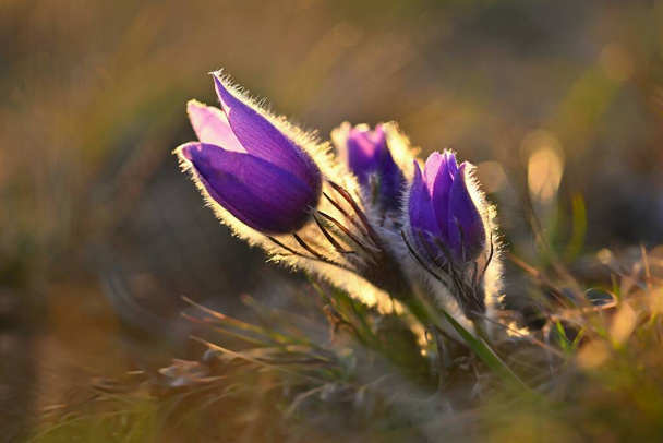 Frühling Hintergrund mit Blumen auf der Wiese. Pasque Blume (Pulsatilla grandis)) - Foto, Bild