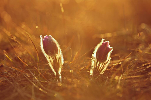 Fondo de primavera con flores en el prado. Flor Pasque (Pulsatilla grandis
) - Foto, Imagen