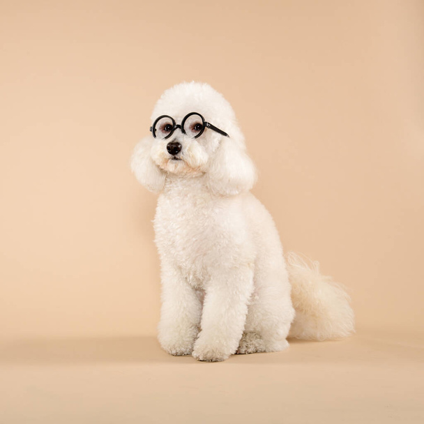 Cute fluffy white poodle wearing spectacles or glasses sitting obediently looking aside over a brown background in square format - Фото, изображение