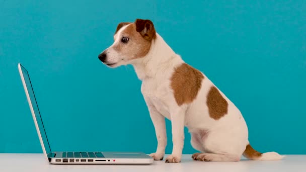 Cute dog works at computer looking at the screen - Záběry, video
