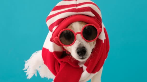 Perro con sombrero y bufanda - Metraje, vídeo