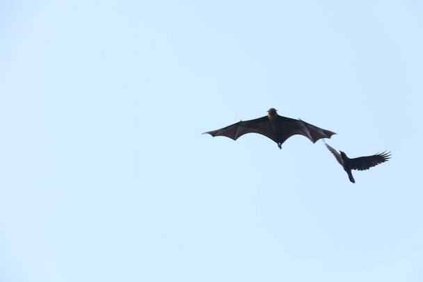 Murciélagos volando en el cielo al atardecer
 - Foto, imagen