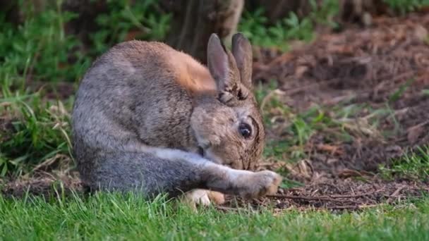Adulto selvagem coelho lavagem no gramado de grama urbana. - Filmagem, Vídeo