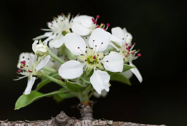 photos of wild fruit trees, wild pear tree flowers. - Photo, Image