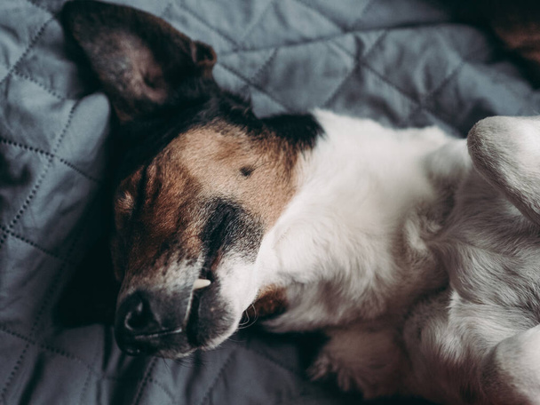 Σκυλί. Χαριτωμένο σκυλί στο κρεβάτι.  - Φωτογραφία, εικόνα