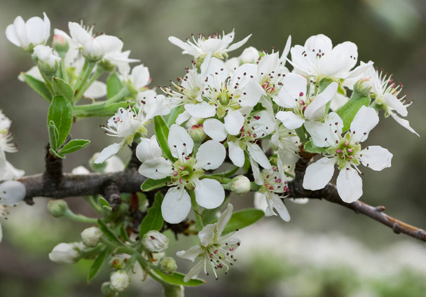 photos of wild fruit trees, wild pear tree flowers. - Foto, afbeelding