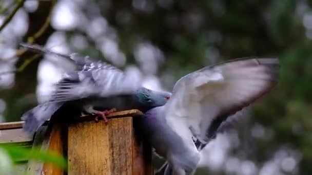 Pigeons sauvages (Columba livia domestica), également appelés colombes de la ville, pigeons de la ville, ou les pigeons de la rue sont des pigeons qui sont dérivés des pigeons domestiques qui sont retournés à la nature
. - Séquence, vidéo