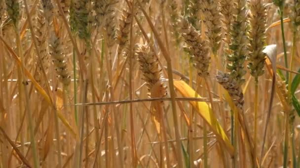 Corn in the field ripened and ready to harvest. - Footage, Video