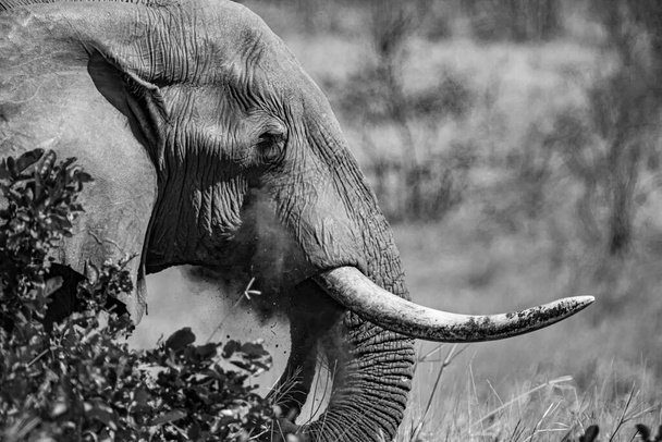 African elephant in the Kruger National Park and one of the largest game reserves in South Africa. - Photo, Image