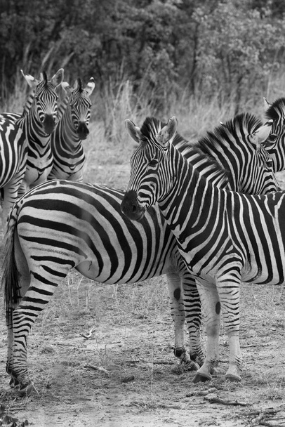 Zebry v kráteru Ngorongoro, Tanzanie - Fotografie, Obrázek