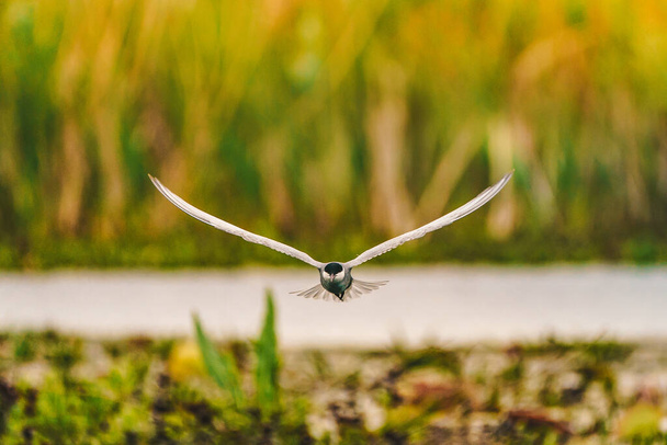 Flying Common Tern visto nel Delta del Danubio, Europa
 - Foto, immagini