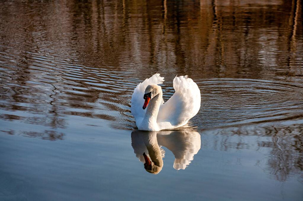 perfil de cisne blanco sobre un lago azul brumoso
 - Foto, Imagen