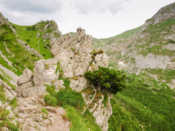 Trilha turística marcada colocada entre bordas rochosas, arbusto de pinho rastejante de montanha crescendo na rocha ao lado dela
 - Foto, Imagem