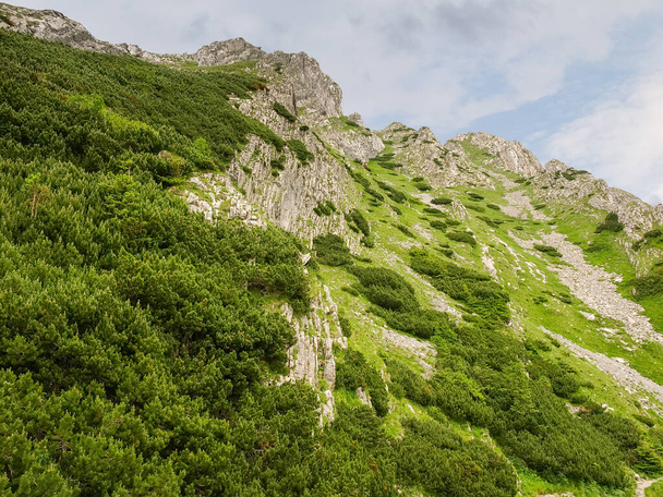 Espessuras densas de Pinus mugo, também conhecido como pinheiro de montanha ou pinheiro rastejante crescendo em encosta íngreme com afloramentos rochosos nas montanhas Tatra
 - Foto, Imagem